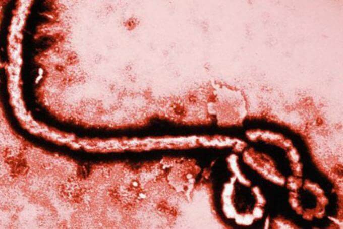 Вчені часто описують бій між вірусом Ебола і людьми, яких він вражає, як гонку: людина переможе, тільки якщо імунна система вирветься вперед, перш ніж вірус знищить занадто багато внутрішніх захисників