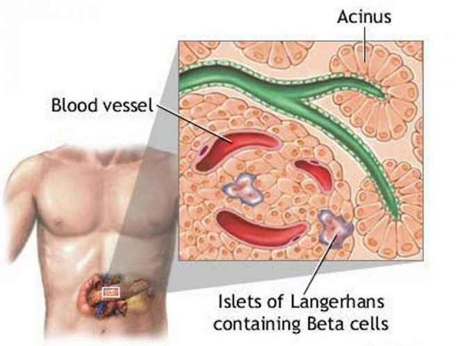 В організмі людини є підшлункова залоза, яка представляє собою залозистий орган зовнішньої і внутрішньої секреції