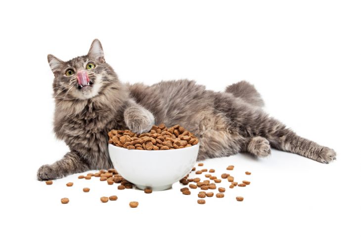 Якщо власник воліє годувати кішку промисловими кормами, залишається   вибрати відповідний